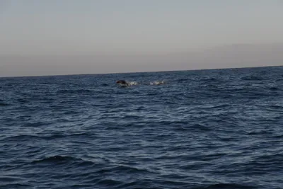 DSC_6601 (Large).JPG